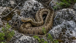 Nesvakidašnji prizor: Na grani drveta uslikan šarplaninski poskok, najotrovnija zmija u Evropi