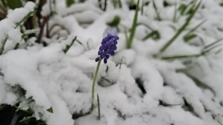 Snijeg zabijelio planinu u Crnoj Gori (VIDEO)