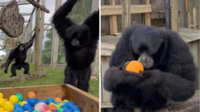 Urnebesan snimak iz zoo-vrta: Majmoni giboni prvi put u bazenu sa lopticama izazvali opšti haos