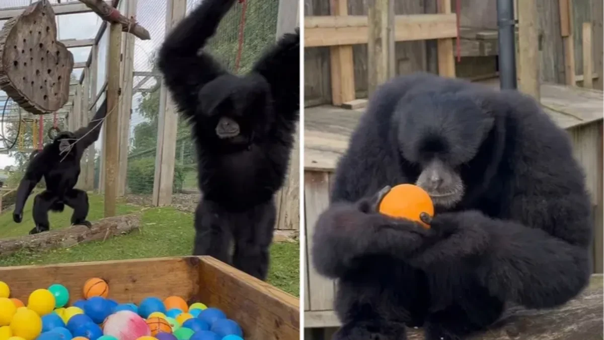 Urnebesan snimak iz zoo-vrta: Majmoni giboni prvi put u bazenu sa lopticama izazvali opšti haos