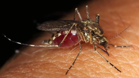 Virus Zapadnog Nila u Hrvatskoj: Sedam osoba u bolnici