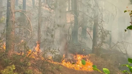Požar kod Slavonskog Broda, gori 15 hektara