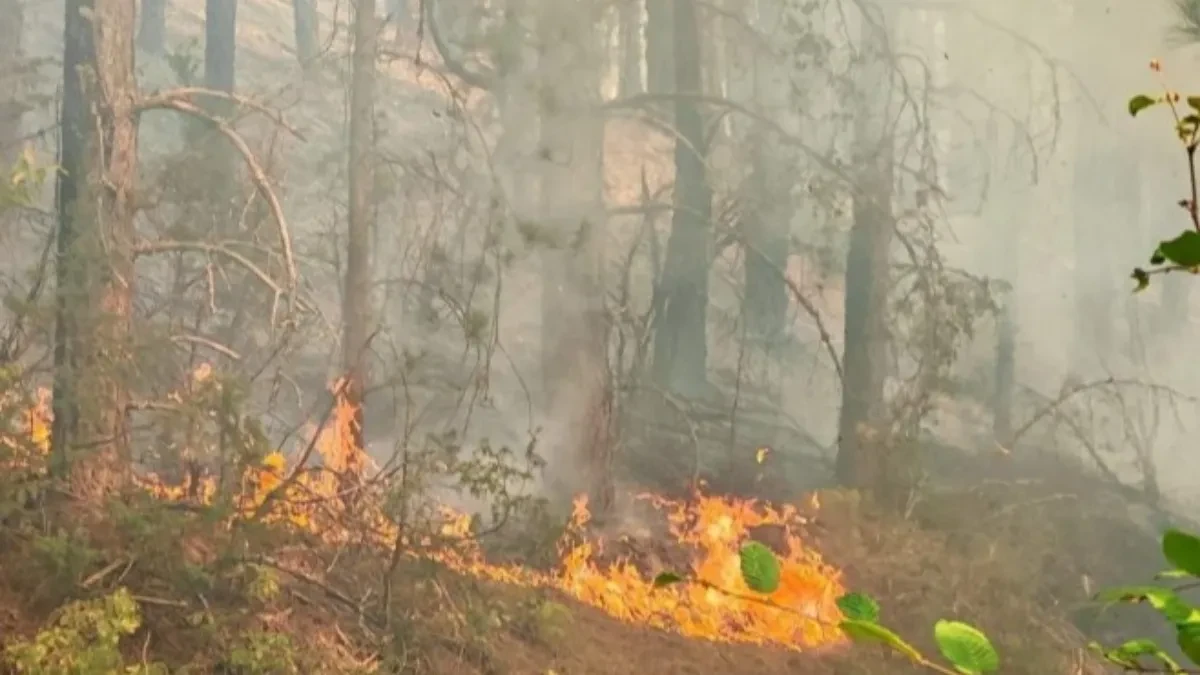 Požar kod Slavonskog Broda, gori 15 hektara