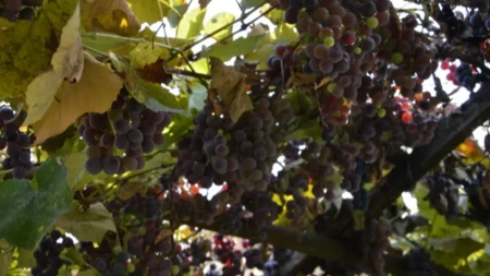 Riješena misterija: Evo da li grožđe goji i koliko ima kalorija