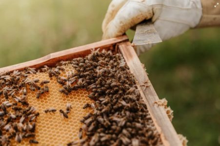 OGROMAN GUBITAK ZA PČELARE U POŽARIMA: U GRČKOJ UNIŠTENO VIŠE OD 9.000 KOŠNICA
