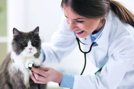 MIJAU, TREBA MI POMOĆ! Saznajte koje su najčešće bolesti mačaka i kako da na vrijeme prepoznate simptome