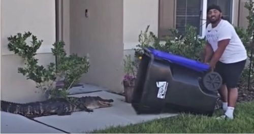 FLORIDA: Kantom za smeće uhvatio aligatora