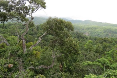 AUSTRALIJA: NAJSTARIJA tropska šuma ima „nove vlasnike“!