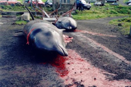 FARSKA OSTRVA organizovala masovni pokolj kitova i delfina! (VIDEO)