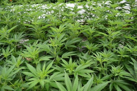 HERCEGOVINA Pronađena peta plantaža marihuane