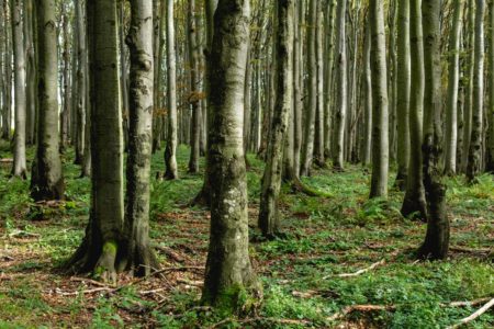 ZNA KEBA ŠTA RADI Grljenje drveća može liječiti bolesti