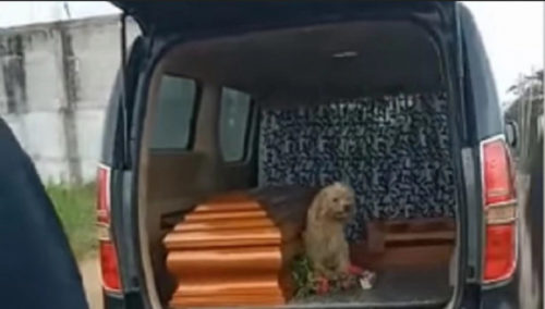 PUĆI ĆE VAM SRCE! Dok su mu sahranjivali vlasnicu, pas je bio odan do kraja(VIDEO)