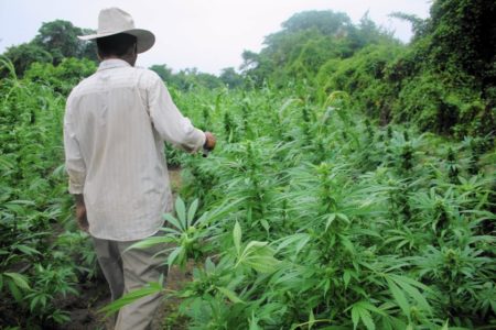 OTKRIVENA velika farma marihuane