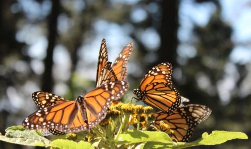 PRIRODNI FENOMEN MIGRACIJE LEPTIRA: Veliki leptir Monarh