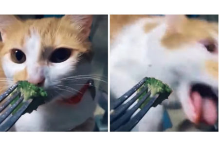 HIT REAKCIJA MAČKE koja ne voli brokulu (VIDEO)