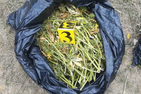 PRNJAVOR Akcija „Plantaža 2021“ rezultirala oduzimanjem 17,5 kilograma droge