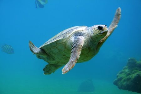 BORBA ZA SPAS morskih kornjača u Ras Baridi