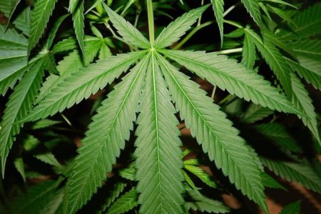 SRBIJA: Na Gradini otkriveno 53 kilograma marihuane!