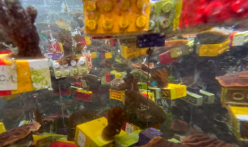 IGRAČKE KAO SPAS: Lego kockice bi mogle spasiti singapurske koralne grebene (VIDEO)