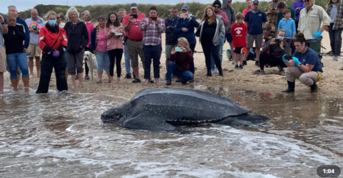 ZALUTALA U RIJEKU! Nasukana kornjača teška 272 kilograma spasena i vraćena u okean (VIDEO)