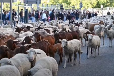 OVCE PREUZELE ULICE MADRIDA: Pastiri sa stadima prošetali glavnim ulicama! (VIDEO)