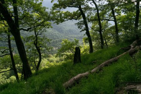 POTVRĐENA OPTUŽNICA Dvojac iz Kozarske Dubice pokrao drva iz šume čiji je vlasnik preminuo