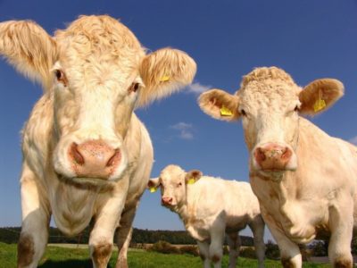 KRADU, NE BIRAJU Domaćinima nestale krave s ispaše, lopovi pustoše i njive