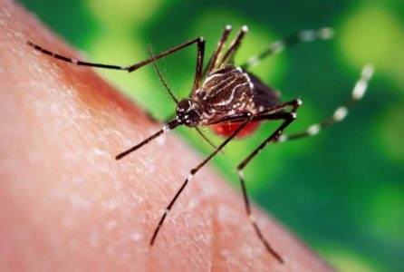 Dnevna doza humora: Punica i komarac