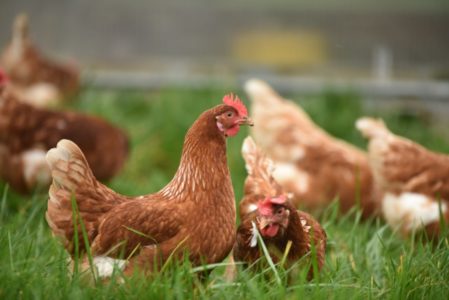 PTIČIJI GRIP U VOJVODINI: Veterinari upozoravaju uzgajivače živine
