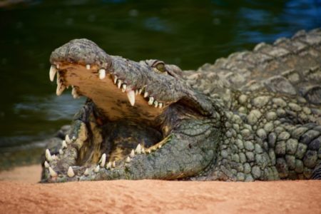 HELIKOPTEROM PREBAČEN U VEĆU BOLNICU Dječak u kritičnom stanju nakon napada krokodila