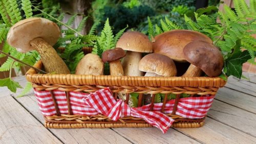 VIC DANA: Specijalni recept za gljive!