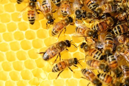 POJEDNOSTAVITI PROCEDURU za prelazak na organsko pčelarstvo