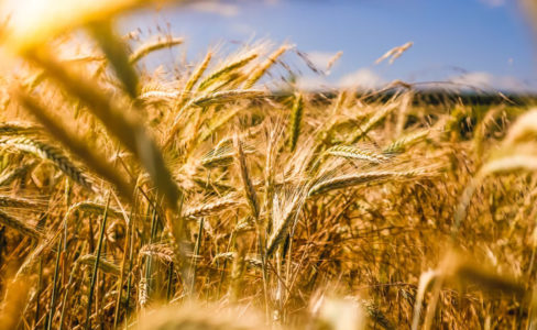 150 MILIONA KM NIJE DOVOLJNO NI ZA DORUČAK Poljoprivrednici oštro o agrarnom budžetu Srpske