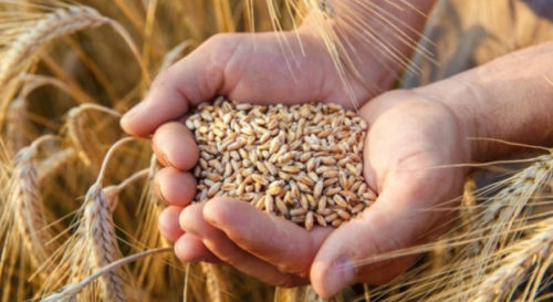 PROIZVOĐAČI ZADOVOLJNI Pšenica neće izdati, ni rodom ni kvalitetom