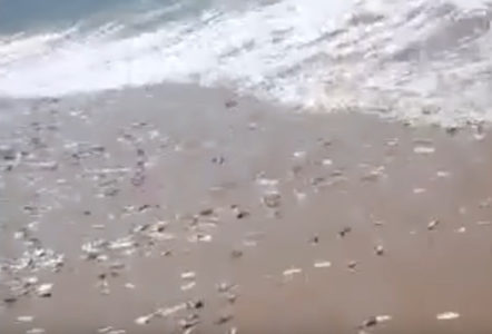 Desetine hiljada mrtvih riba isplivalo na obalu zaliva Teksasa