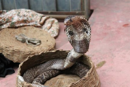 ŠTA NJIHOVI OTROVI ČINE LJUDSKOM TIJELU? Upoznajte 10 najotrovnijih zmija na svijetu