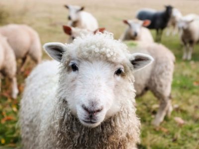 LJUBAV PREMA ŽIVOTINJAMA NEMA GRANICE Vlasnici ovce Zgužvano uho dali sve od sebe da bi joj spasili život (FOTO/VIDEO)
