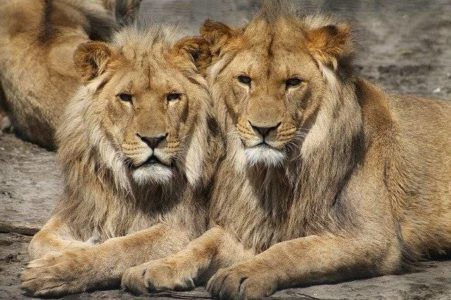 ISTRAŽIVANJE POKAZALO Životinje više strahuju od ljudskih glasova, nego od zvukova koje ispuštaju lavovi