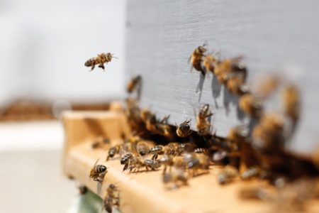 PROSJEČNA GODINA ZA PČELARE Otežavajuća okolnost su voćari koji koriste mnogo pesticida