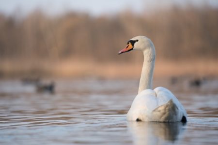 HRVATSKI VETERINARSKI INSTITUT POTVRDIO: Kod uginulih labudova potvrđen ptičiji grip!