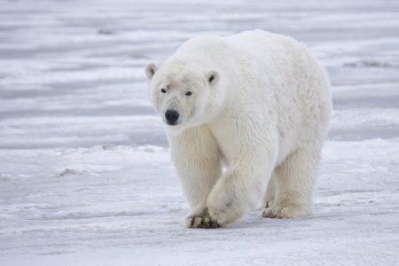 BERLINSKI ZOOLOŠKI VRT IZGUBIO POSLJEDNJEG polarnog medvjeda