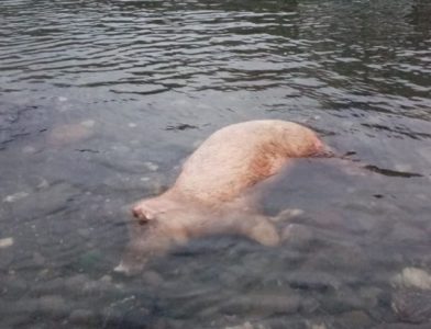 UŽAS U PRIBOJU: Leš svinje pluta u Limu