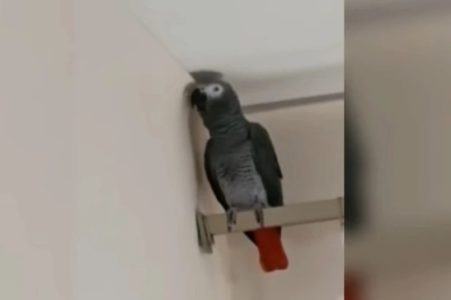 USPANIČILI SE I POBJEGLI U Njemačkoj papagaj otjerao provalnike