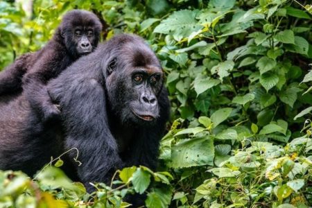 UGINUO NAJSTARIJI mužjak gorile na svijetu