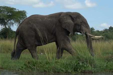 VIC DANA: Kamufliran slon