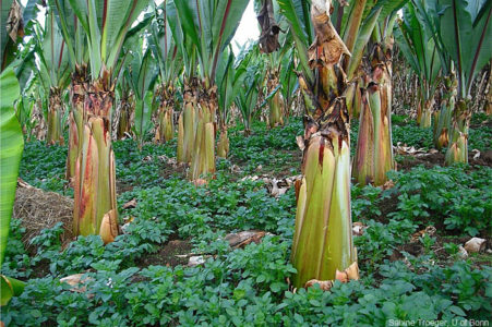NEVJEROVATNA BILJKA RJEŠENJE ZA GLAD U SVIJETU! Lažna banana „spas“ u Etiopiji, potencijal za zaustavljanje POŠASTI