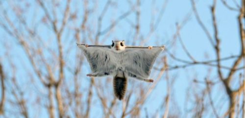 IMPRESIVNE FOTOGRAFIJE i još impresivnije leteće vjeverice! (FOTO)