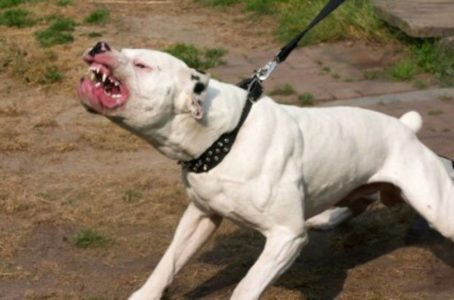 HOROR U LESKOVCU! Napušteni pit bul RASKOMADAO psa: Vlasnik nije mogao da ga odbrani, pa PREMINUO OD SRČANOG UDARA