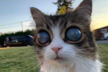 Slijepa mačka sa „SVEMIRSKIM“ OČIMA postala internet senzacija! (VIDEO)