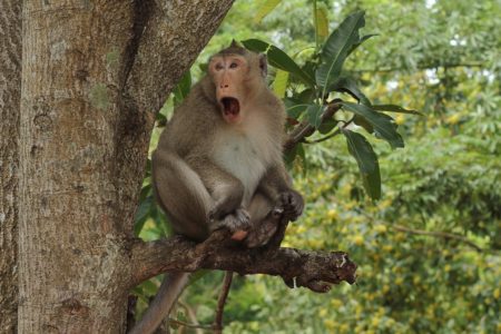 Vic dana: Dva majmuna na stablu